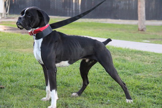 Boxer Dogs for adoption in Phoenix, AZ, USA