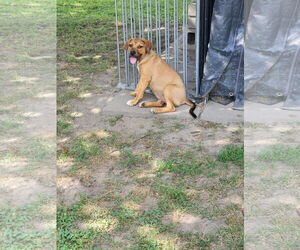 Beagle-Unknown Mix Dogs for adoption in Marine City, MI, USA