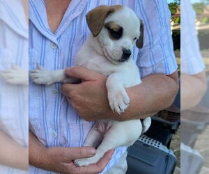 Mutt Dogs for adoption in Chula Vista, CA, USA