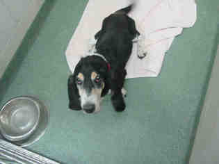 Basset Hound Dogs for adoption in Santa Fe, NM, USA