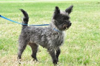 Cairn Terrier Dogs for adoption in Arlington, WA, USA