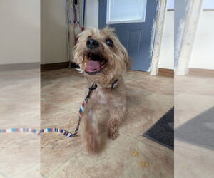 Mutt Dogs for adoption in Monte Vista, CO, USA