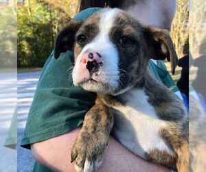 Mutt Dogs for adoption in Yardley, PA, USA