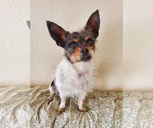 Chihuahua-Unknown Mix Dogs for adoption in Temecula, CA, USA