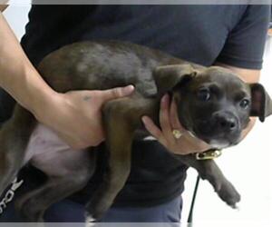 American Pit Bull Terrier Dogs for adoption in Pasadena, TX, USA