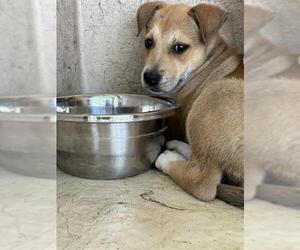 American Pit Bull Terrier-Unknown Mix Dogs for adoption in Oklahoma City, OK, USA