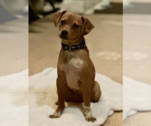 Chihuahua-Unknown Mix Dogs for adoption in Westwood, NJ, USA