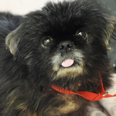 Pekingese Dogs for adoption in Huntley, IL, USA