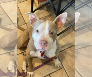 American Bulldog-Unknown Mix Dogs for adoption in Rowayton, CT, USA