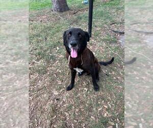 Mutt Dogs for adoption in Houston, TX, USA