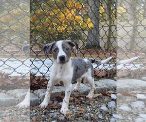 Mutt Dogs for adoption in Garden City, NY, USA