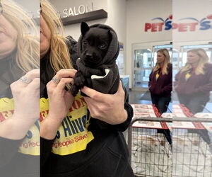 Chihuahua-Labrador Retriever Mix Dogs for adoption in The Woodlands, TX, USA