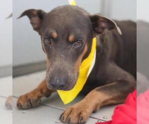 Doberman Pinscher-Unknown Mix Dogs for adoption in San Antonio, TX, USA