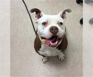 American Bulldog-Unknown Mix Dogs for adoption in Saginaw, MI, USA
