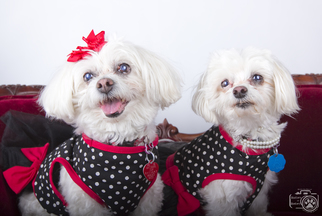 Maltese Dogs for adoption in Colorado Springs, CO, USA
