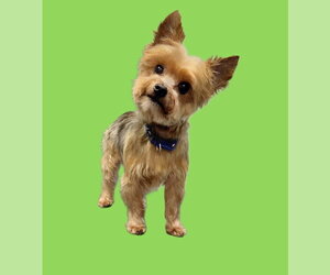Mutt Dogs for adoption in South Bend, IN, USA