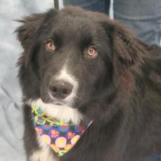 Border Collie-Unknown Mix Dogs for adoption in Garfield Heights, OH, USA