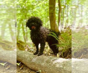 Poodle (Miniature)-Unknown Mix Dogs for adoption in Pacolet, SC, USA