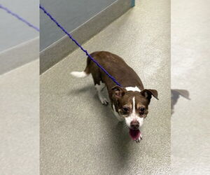 Chihuahua-Unknown Mix Dogs for adoption in Las Vegas, NV, USA