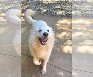 Great Pyrenees-Unknown Mix Dogs for adoption in Thomasville, NC, USA