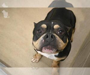American Pit Bull Terrier Dogs for adoption in Decatur, IL, USA