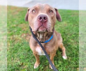 American Pit Bull Terrier Dogs for adoption in Long Beach, CA, USA