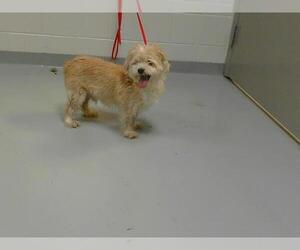 Mutt Dogs for adoption in St. Cloud, FL, USA