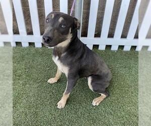 American Pit Bull Terrier-Doberman Pinscher Mix Dogs for adoption in Modesto, CA, USA
