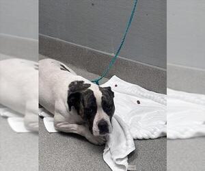 Mutt Dogs for adoption in Las Vegas, NV, USA