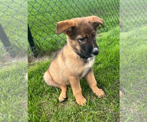 Shepradors Dogs for adoption in Princeton, MN, USA