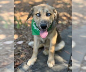 Huskies -Unknown Mix Dogs for adoption in Warrenton, VA, USA