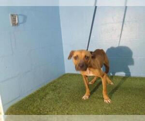 Medium Photo #1 Boxer Puppy For Sale in Orlando, FL, USA