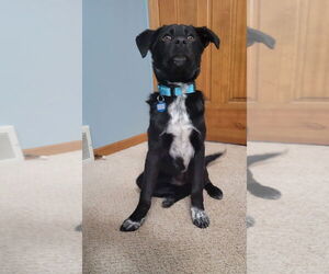 Borador Dogs for adoption in Andover, MN, USA