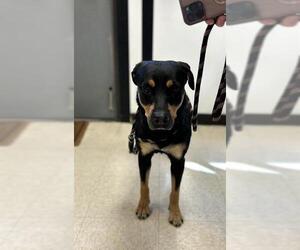 Rottweiler Dogs for adoption in Sugar Land, TX, USA