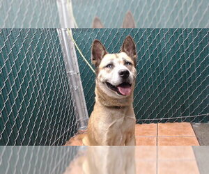 German Shepherd Dog-Unknown Mix Dogs for adoption in Downey, CA, USA