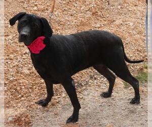 Mastador Dogs for adoption in Bandera, TX, USA