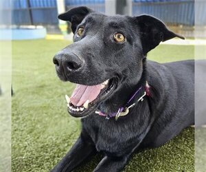 Shepradors Dogs for adoption in Waco, TX, USA