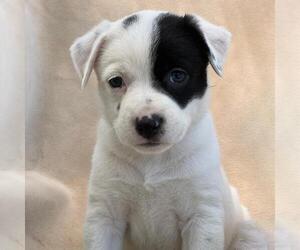 Labrador Retriever-Unknown Mix Dogs for adoption in San Diego, CA, USA