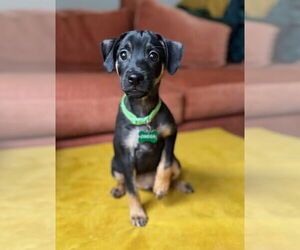 Beagle-Chihuahua Mix Dogs for adoption in Minneapolis, MN, USA