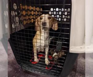 Beagle Dogs for adoption in Bentonville, AR, USA