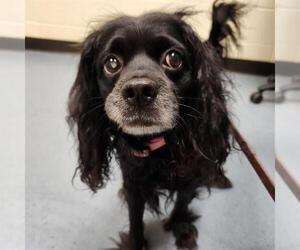Cocker Spaniel-Unknown Mix Dogs for adoption in Denver, CO, USA
