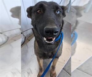 Mutt Dogs for adoption in Bakersfield, CA, USA