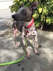 American Hairless Terrier Dogs for adoption in Tampa, FL, USA