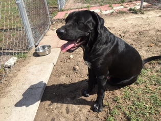 Labrador Retriever Dogs for adoption in CRESCENT CITY, FL, USA