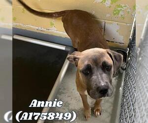 Black Mouth Cur-Unknown Mix Dogs for adoption in Tulsa, OK, USA