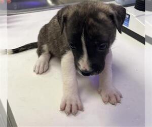 Catahoula Leopard Dog-Unknown Mix Dogs for adoption in Rosenberg, TX, USA