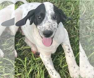 Dalmatian-Treeing Walker Coonhound Mix Dogs for adoption in Forest, VA, USA