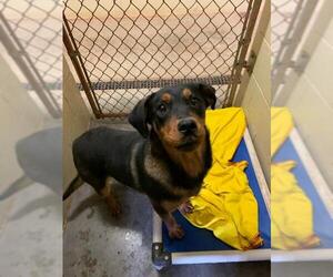 Shepweiller Dogs for adoption in Harrisville, WV, USA