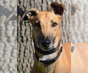Greyhound Dogs for adoption in Minneapolis, MN, USA