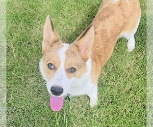 Unknown-Welsh Corgi Mix Dogs for adoption in Grafton, WI, USA